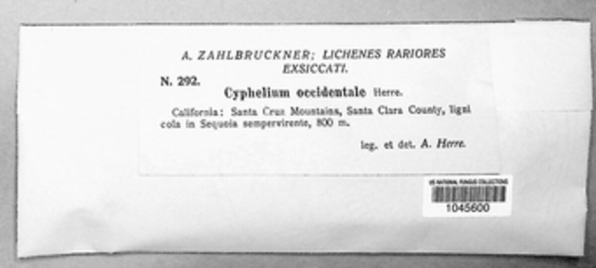Cyphelium occidentale image